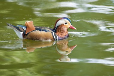 Mandarin ördeği drake