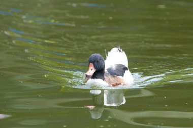 ortak shelduck