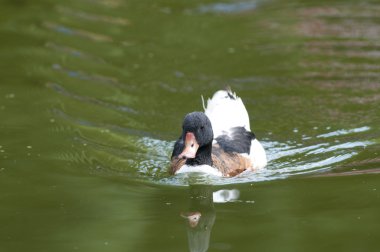 ortak shelduck