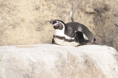 humboldt pengueni