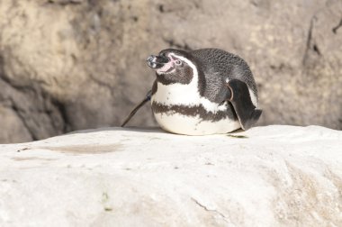 humboldt pengueni