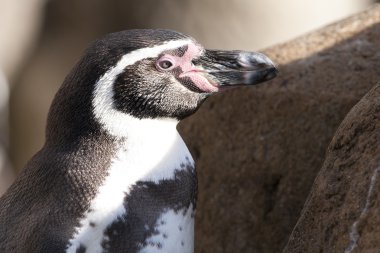 humboldt pengueni