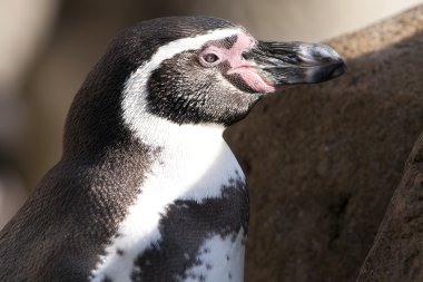 humboldt pengueni