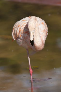 Flamingo dinlenme