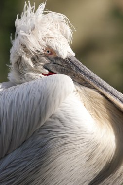 Dalmaçyalı pelican portre