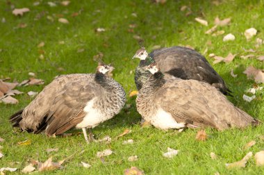 Yeşil çimenlerin üzerinde üç peafowls