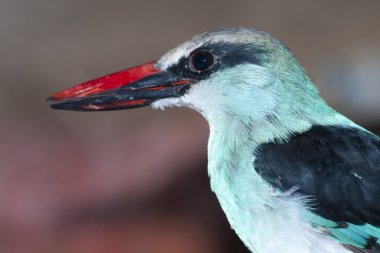 mavi memeli kingfisher