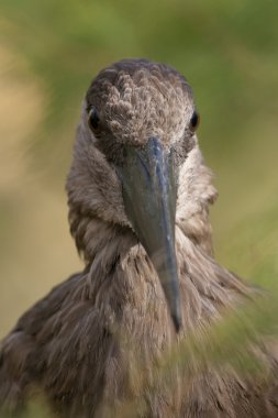 Hamerkop leylek (Scopus umbretta)