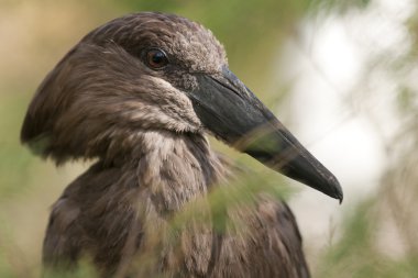 Hamerkop leylek (Scopus umbretta)