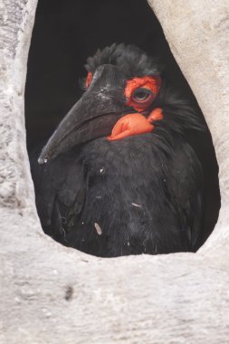 Cafer veya Güney kara Kartallar