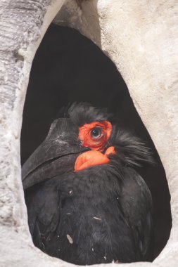 Cafer veya Güney kara Kartallar