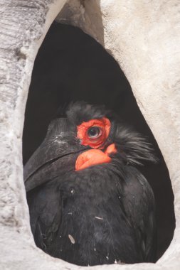 Cafer veya Güney kara Kartallar