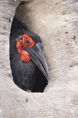 Cafer veya Güney kara Kartallar