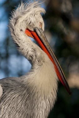 Dalmaçyalı pelican portre