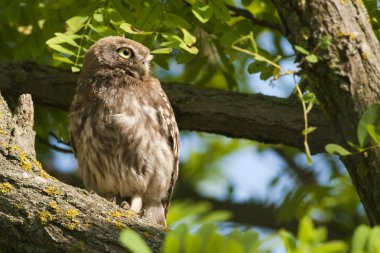 Little Owl clipart