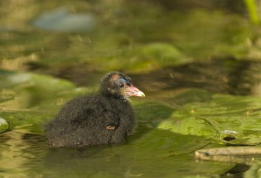 ortak moorhen piliç