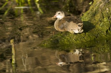 ortak moorhen piliç