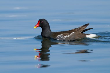 su üzerinde ortak moorhen