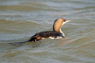 Siyah boyunlu Loon (Gavia arctica)