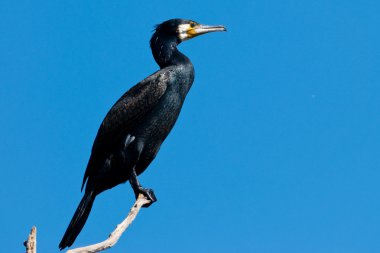 Tuna Deltası'nda büyük karabatak (Phalacrocorax carbo)