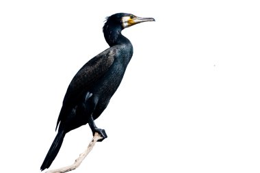 Tuna Deltası'nda büyük karabatak (Phalacrocorax carbo)