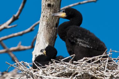 Tuna Deltası'nda büyük karabatak (Phalacrocorax carbo)