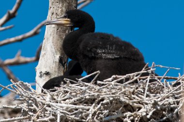 Tuna Deltası'nda büyük karabatak (Phalacrocorax carbo)