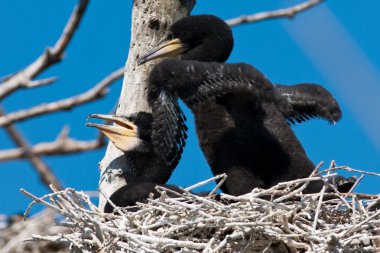 Tuna Deltası'nda büyük karabatak (Phalacrocorax carbo)