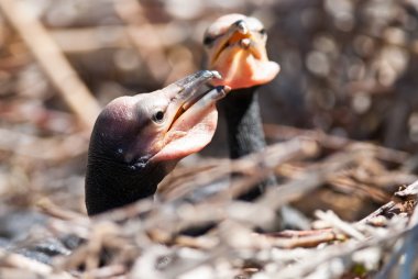 Tuna Deltası'nda büyük karabatak (Phalacrocorax carbo)