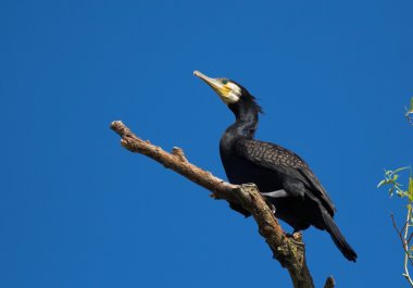 Tuna Deltası'nda büyük karabatak (Phalacrocorax carbo)