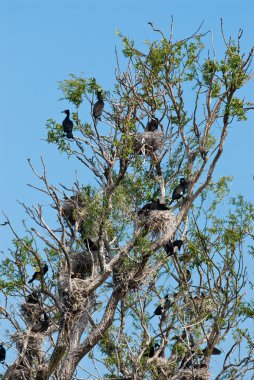 Tuna Deltası'nda büyük karabatak (Phalacrocorax carbo)