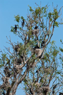 Tuna Deltası'nda büyük karabatak (Phalacrocorax carbo)