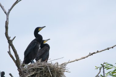 Tuna Deltası'nda büyük karabatak (Phalacrocorax carbo)