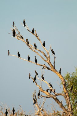 Tuna Deltası'nda büyük karabatak (Phalacrocorax carbo)