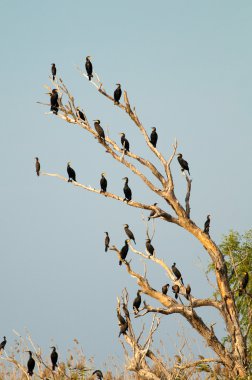 Tuna Deltası'nda büyük karabatak (Phalacrocorax carbo)