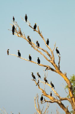 Tuna Deltası'nda büyük karabatak (Phalacrocorax carbo)