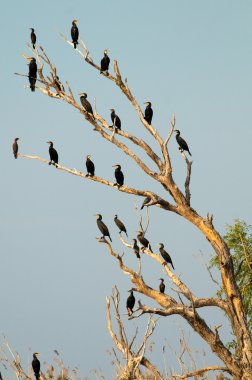 Tuna Deltası'nda büyük karabatak (Phalacrocorax carbo)