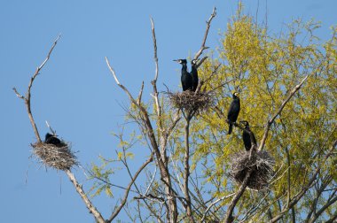 Tuna Deltası'nda büyük karabatak (Phalacrocorax carbo)