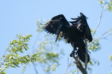 Tuna Deltası'nda büyük karabatak (Phalacrocorax carbo)