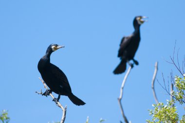 Tuna Deltası'nda büyük karabatak (Phalacrocorax carbo)