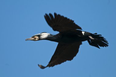 Tuna Deltası'nda büyük karabatak (Phalacrocorax carbo)