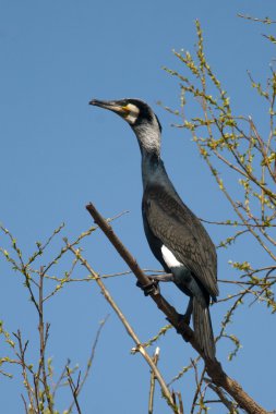 Tuna Deltası'nda büyük karabatak (Phalacrocorax carbo)