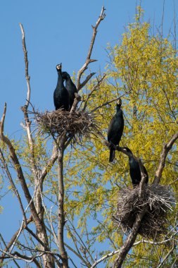 Tuna Deltası'nda büyük karabatak (Phalacrocorax carbo)