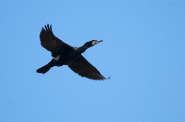 Tuna Deltası'nda büyük karabatak (Phalacrocorax carbo)