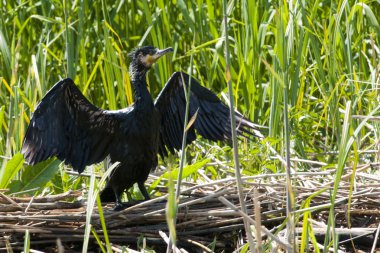 Tuna Deltası'nda büyük karabatak (Phalacrocorax carbo)