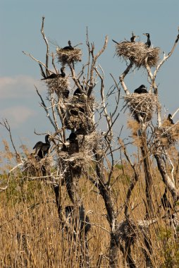 Tuna Deltası'nda büyük karabatak (Phalacrocorax carbo)