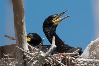 Tuna Deltası'nda büyük karabatak (Phalacrocorax carbo)