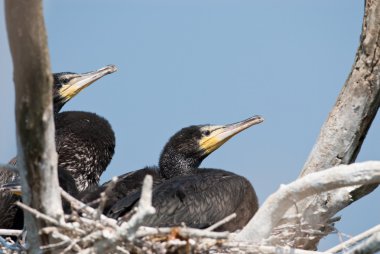 Tuna Deltası'nda büyük karabatak (Phalacrocorax carbo)