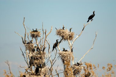 Tuna Deltası'nda büyük karabatak (Phalacrocorax carbo)