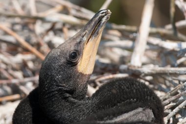 Tuna Deltası'nda büyük karabatak (Phalacrocorax carbo)